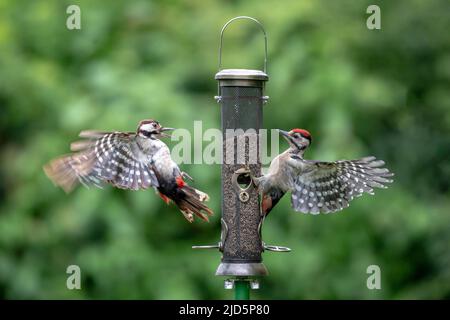 Zwei Dendrocopus Majors, allgemein bekannt als Buntspechte, fliegen hinein, um sich von einem Gartenvogelfutterhäuschen zu ernähren Stockfoto