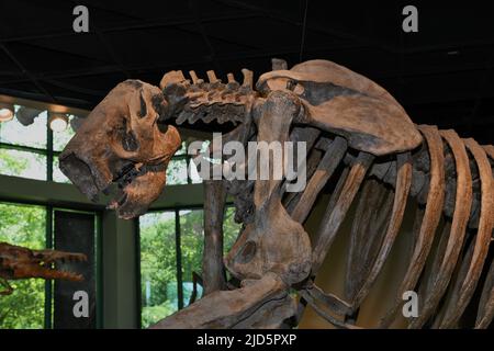 Prähistorische Faultiere Stockfoto