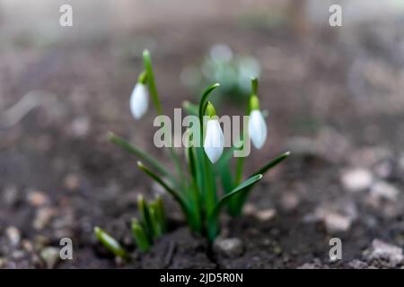 Symbol des Frühlingserwachens. Die ersten Frühlingsblumen von Schneeglöckchen. Stockfoto