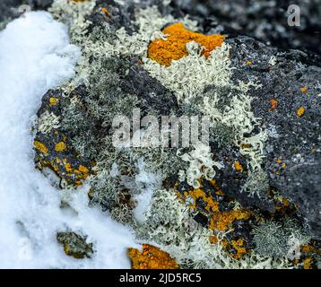 Verschiedene Flechten, die auf Felsen auf Penguin Island, South Shetland Islands, Antarktis wachsen. Stockfoto