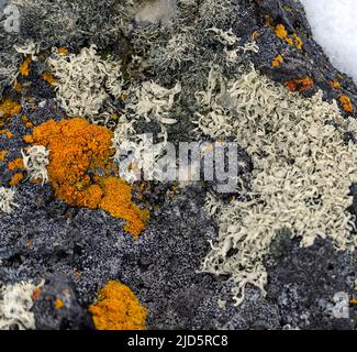 Verschiedene Flechten, die auf Felsen auf Penguin Island, South Shetland Islands, Antarktis wachsen. Stockfoto