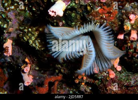 Rohrwurm (Sabellastarte sp.) von einem Riff auf den Philippinen. Stockfoto