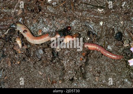 Gewöhnlicher Regenwurm (Lumbricus terrestris), der im Boden gräbt. Stockfoto