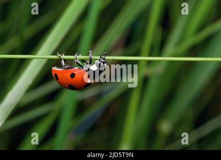 Siebenfleckiger Marienkäfer, Coccinella septempunctata. Stockfoto