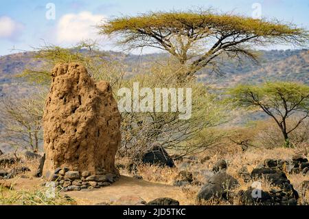 Termitenhügel (möglich von Macrotermes sp.) und Acasia-Bäume bei Engaruka, Tansania. Stockfoto