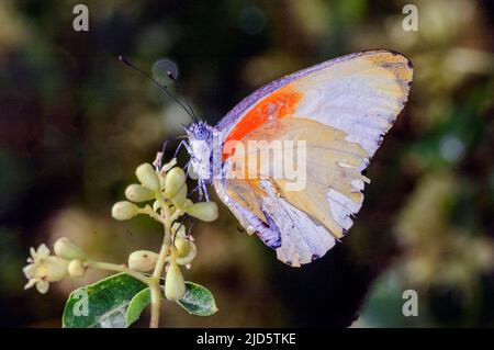 Östliche gepunktete Grenze (Mylothris agathina) von Engaruka, Tansania. Stockfoto