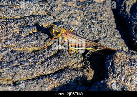 Große gemalte Heuschrecke (Schistocerca melanocera), die auf den Galapagos beheimatet ist, hier fotografiert, wo sie auf der Insel Santiago ruhend fotografiert wurde. Stockfoto