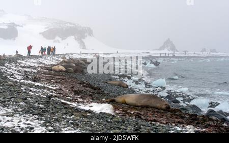 Felsiger und eisiger Strand in Turret Point, King George Island, South Shetland Islands, Antarktis in Nivember. Stockfoto