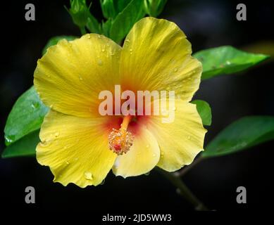 Hawaiianischer Hibiskus Calgary Zoo Alberta Stockfoto