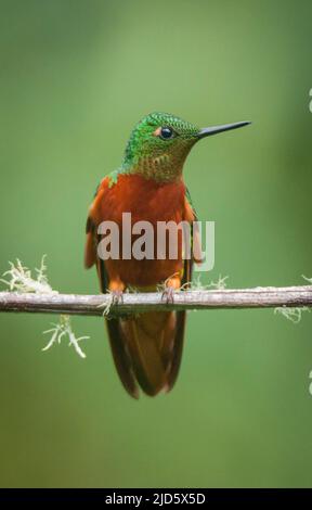 Ein kastanienreihiger Koronett thront auf einer mit Flechten bedeckten Weinrebe im Nebelwald Ecuadors oberhalb des Amazonas-Regenwaldes Stockfoto