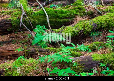 Verfallende Waldschutt, bedeckt mit verschiedenen Moos und Flechten, die in einem Wald in den Pocono Mountains von Pennsylvania recycelt werden. Stockfoto