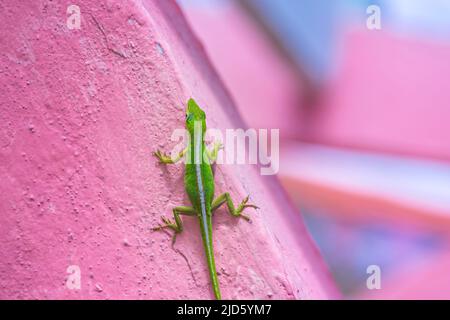 Eine kubanische Grüne Anole (Anolis porcatus) an einer rosa Wand in Viñales, Kuba Stockfoto