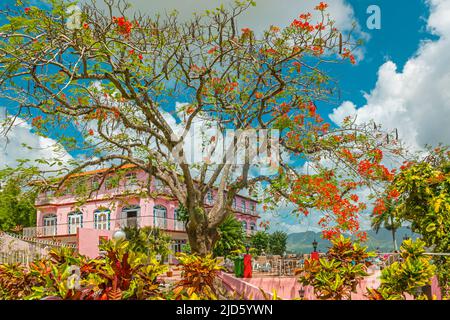 Ein extravaganter Baum vor dem ikonischen rosafarbenen Hotel Horizontes Los Jazmines in Viñales, Kuba Stockfoto