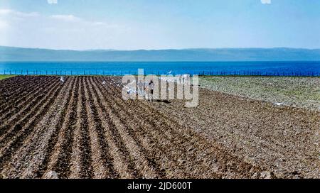 Historisches Foto einer landwirtschaftlichen Farmszene im Jahr 1950s mit zwei Männern, die ein Feld an der Küste mit Pferdepflügen pflügen, Schottland, Großbritannien Stockfoto