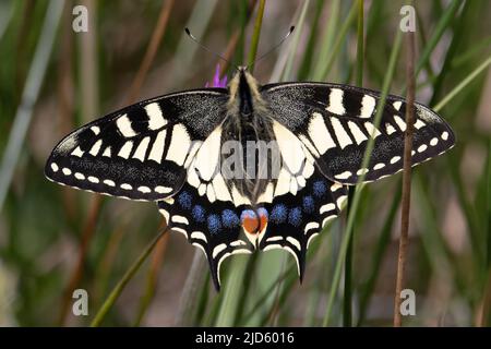 Schwalbenschwanz (Papilio machaon) Hickling Broad Norfolk GB UK Mai 2022 Stockfoto