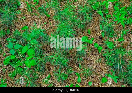 Östliche weiße Kiefernsäen auf dem Waldboden in den Pocono Mountains in Pennsylvania. Stockfoto