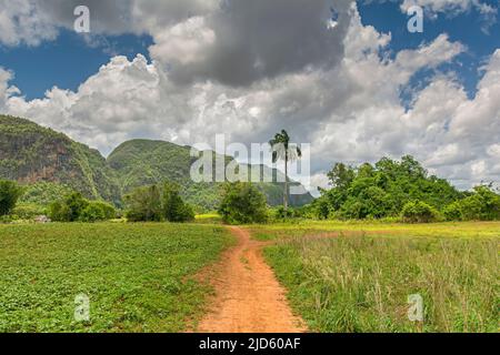 Ein Pfad, der durch Tabakfelder mit üppigem Grün und Hügeln in Viñales, Kuba, führt Stockfoto