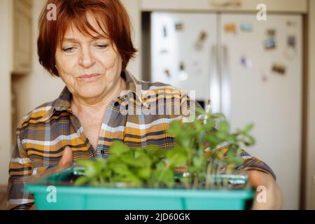 Porträt einer älteren zufriedenen Frau, die in der Küche steht, einen Kasten mit wachsendem Sämling hält und die zukünftige Ernte bewundert. Stockfoto