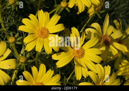 Gelb blühende Racemose strahlen Kopfblüten von Leptosyne gigantea, Asteraceae, einheimischem Laubstrauch in den Santa Monica Mountains, Winter. Stockfoto