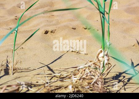 Echsenkrötenkopf-Agama in natürlichem Lebensraum Stockfoto