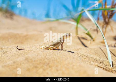 Echsenkrötenkopf-Agama zwischen dem trockenen Gras in den Dünen Stockfoto