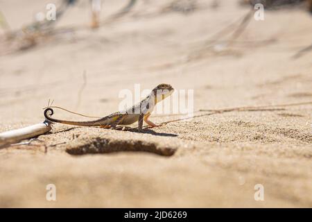 Echsenkrötenkopf-Agama in der Wüste zwischen trockenen Stielen Stockfoto