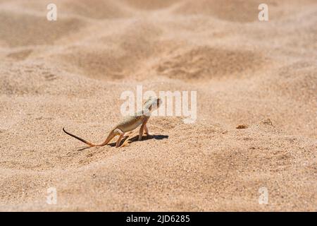 Echsenkopf-Agama in demonstrativer Pose im Wüstensand Stockfoto