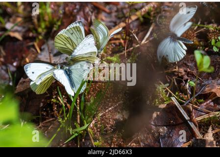 Drei grün-aderne weiße (Pieris napi) versammeln sich Kopf an Kopf. Stockfoto