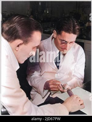 Howard Florey injiziert Penicillin den Schwanz einer Maus Colorized Version von : 10031052 Datum: Ca. 1940 Stockfoto