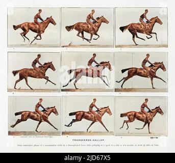 Pferd - transversaler Galopp. Kolorierte Version von : 10043299 Datum: 1887 Stockfoto
