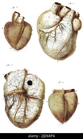 ANATOMIE DES HERZENS nach Jean-Baptiste Senac Colorized Version von : 10158221 Datum: Ca. 1760 Stockfoto