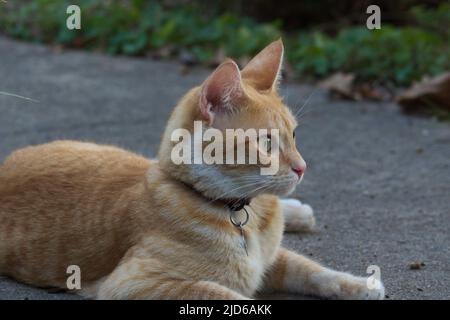 Orange Cat liegt auf dem Bürgersteig Stockfoto