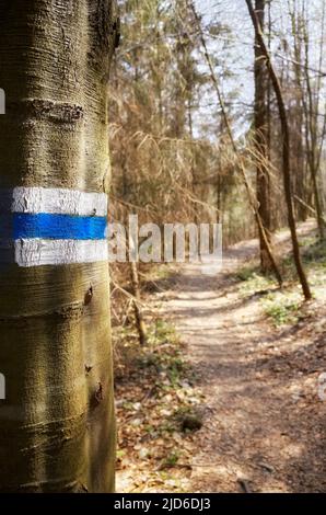 Blauer Wandermarker auf einem Baumstamm, selektiver Fokus Stockfoto