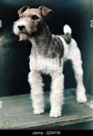 Ein drahthaariger Fuchs-Terrier, der auf einem Tisch zur Aufmerksamkeit stand. Kolorierte Version von : 10163482 Datum: Anfang 1930s Stockfoto