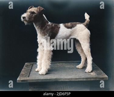 Ein drahthaariger Fuchs-Terrier, der auf einem Tisch zur Aufmerksamkeit stand. Kolorierte Version von : 10163480 Datum: Anfang 1930s Stockfoto