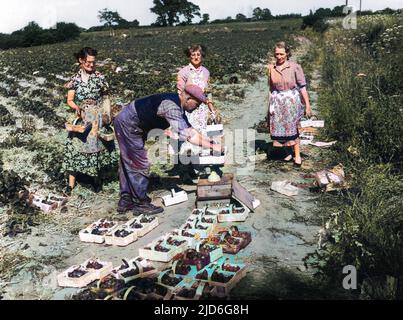 Drei Frauen in Blumenkleidern und Schürzen stellen sich an, um ihre Pölsterchen aus frisch gepflückten Erdbeeren von einem Mann auf einer Farm in Essex, England, wiegen zu lassen. Kolorierte Version von : 10171465 Datum: 1950s Stockfoto