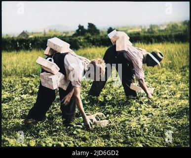 Ein Junge und ein Mann pflücken Erdbeeren auf einem Feld mit Stempeln auf dem Rücken, auf einer Farm in der Nähe von Cheddar, Somerset, England. Kolorierte Version von : 10171464 Datum: 1950s Stockfoto