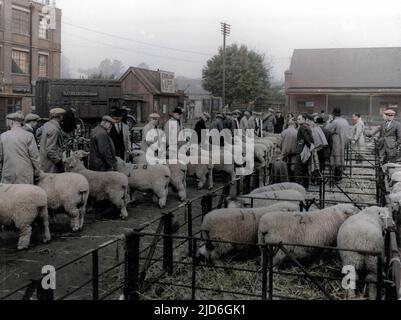 Bauern im Verkaufsring eines Schafmarktes in Maidstone, Kent, England. Kolorierte Version von : 10184104 Datum: 1950s Stockfoto