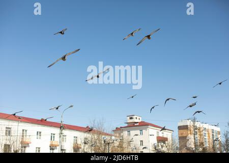 Tauben fliegen in der Stadt über den Himmel. Vögel im Flug. Urbane Tiere schlagen ihre Flügel. Stockfoto