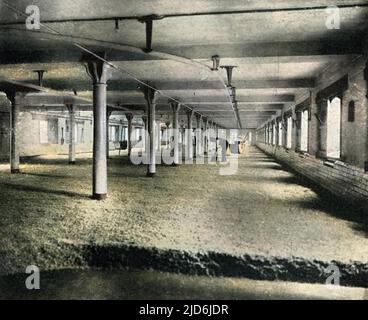 The Malting Floor in der Mitchells and Butlers Cape Hill Brewery, Smethwick, West Midlands. Gerstenkorn liegt zehn Tage lang einen Fuß tief auf dem Boden und wird ständig gedreht, bis jedes Korn keimt, und dann ist es bereit für den Ofen. Kolorierte Version von: 10610789 Datum: 1909 Stockfoto