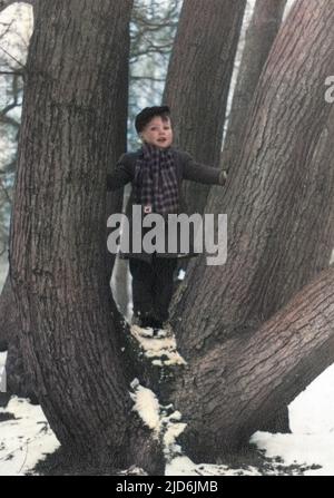 Kleiner Junge, der zwischen den divergierenden Stämmen einer Eiche steht Colorized Version von: 10794439 Datum: Anfang 1950s Stockfoto
