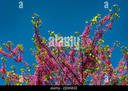 Judas Baum oder Cercis siliquastrum Zweige. Frühling Blüte Hintergrund Foto. Erguvan auf Türkisch. Stockfoto