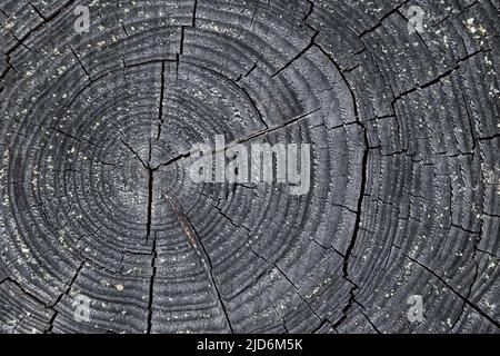 Nahaufnahme eines geschnittenen, alten und grauen Baumstumpens, direkt von oben betrachtet. Abstrakter, natürlicher strukturierter Hintergrund. Stockfoto