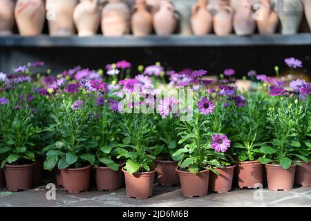 Viele handwerkliche Keramikgefäße und Vasen mit blühenden Pflanzenblumen im Innenbereich, selektiver Fokus Stockfoto