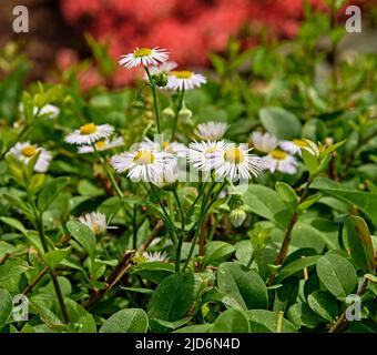Kleine Bündel von gemeinsamen Daisy oder Bellis perennis oder Englisch