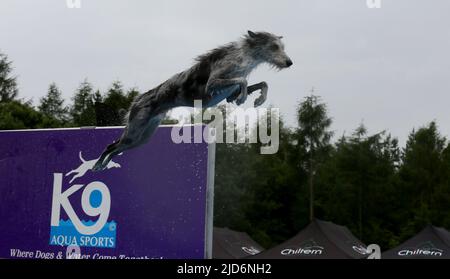 Knutsford, Großbritannien. 18.. Juni 2022. Das Dog Fest findet in Knutsford, Großbritannien, statt und bietet Aktivitäten für Hunde und deren Besitzer. Kredit: Barbara Cook/Alamy Live Nachrichten Stockfoto