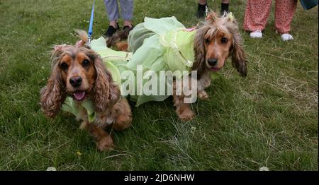 Knutsford, Großbritannien. 18.. Juni 2022. Das Dog Fest findet in Knutsford, Großbritannien, statt und bietet Aktivitäten für Hunde und deren Besitzer. Kredit: Barbara Cook/Alamy Live Nachrichten Stockfoto