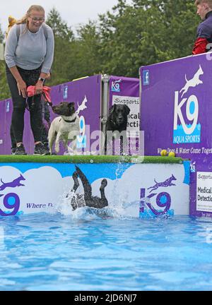 Knutsford, Großbritannien. 18.. Juni 2022. Das Dog Fest findet in Knutsford, Großbritannien, statt und bietet Aktivitäten für Hunde und deren Besitzer. Kredit: Barbara Cook/Alamy Live Nachrichten Stockfoto