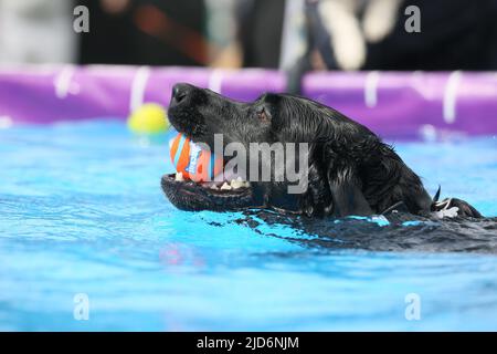 Knutsford, Großbritannien. 18.. Juni 2022. Das Dog Fest findet in Knutsford, Großbritannien, statt und bietet Aktivitäten für Hunde und deren Besitzer. Kredit: Barbara Cook/Alamy Live Nachrichten Stockfoto