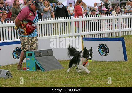 Knutsford, Großbritannien. 18.. Juni 2022. Das Dog Fest findet in Knutsford, Großbritannien, statt und bietet Aktivitäten für Hunde und deren Besitzer. Kredit: Barbara Cook/Alamy Live Nachrichten Stockfoto